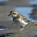 Double-banded Plover back to the beach<br />Canon EOS 7D + EF300 F2.8L III + EF2xIII Double-banded Plover back to the beach<br />Canon EOS 7D + EF300 F2.8L III + EF2xIII